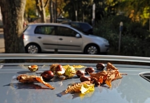 Tipps fuer den Alltag: Urteil Parken auf eigene Gefahr bei herabfallenden Eicheln-oder Kastanien